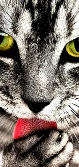 Close-up of a cat with green eyes and a red tongue licking its paw.