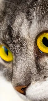 Close-up image of a cat with yellow eyes, perfect for mobile wallpaper.