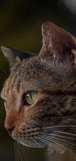 Close-up of a cat with detailed fur texture and intense gaze in a natural setting.