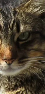 Close-up of a majestic cat with green eyes and detailed fur, perfect for wallpaper.