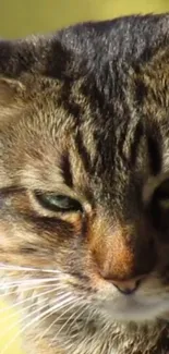 Close-up of a majestic cat with piercing eyes and detailed fur texture.