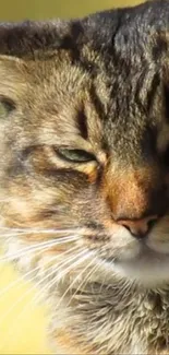 Close-up of a majestic tabby cat with intense eyes, set in nature.