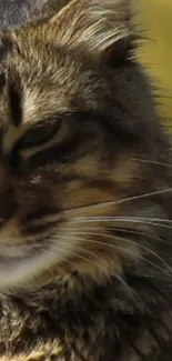 Close-up of a majestic brown tabby cat with piercing eyes.