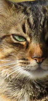 Close-up of a tabby cat with captivating green eyes.