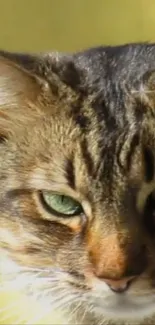 Close-up of a cat with green eyes and a yellow background.