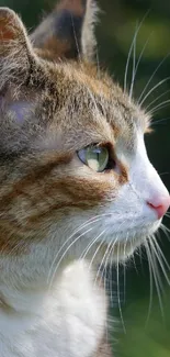 Close-up of a cat with detailed fur and green eyes against a natural background.