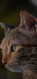 Close-up of a majestic cat with green eyes and detailed fur texture.