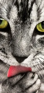 Close-up of gray tabby cat with green eyes licking paw.