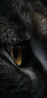 Close-up of a cat's eye in a dark setting, highlighting its gold hue.