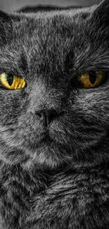 Grey cat with intense yellow eyes mobile wallpaper.