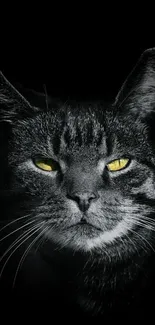 Cat with yellow eyes on black background wallpaper.