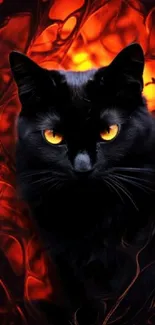 Black cat with fiery red background.