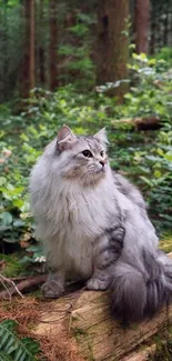 Fluffy grey cat on a log in a lush green forest.