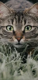 Close-up of a cat in frosty grass with piercing green eyes.