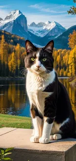 Black and white cat with mountain and lake backdrop in autumn setting.