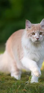 Majestic fluffy cat walking in a lush green forest setting.