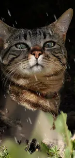 Majestic cat under rain with dark background.