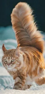 Maine Coon cat with fluffy tail in snowy landscape.