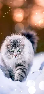 Gray cat walking through snowy forest at sunset.