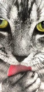 Close-up of a cat with green eyes licking its paw in a mobile wallpaper.