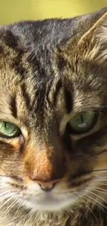 Close-up of a majestic tabby cat with green eyes captured in detail.