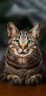 Majestic tabby cat with green eyes on a blurred natural background.