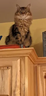 Majestic cat sitting atop a wooden cabinet in a rustic setting.