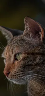 A close-up portrait of a cat against a blurred background, perfect for mobile wallpaper.