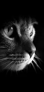 Black and white cat wallpaper with intense gaze and soft fur details.