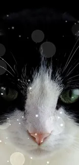 Majestic black and white cat with starry sparkles background.