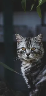 Majestic gray cat with piercing eyes in nature setting under green leaves.