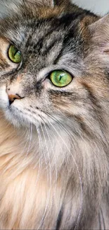 Close-up of a majestic cat with green eyes and fluffy fur.