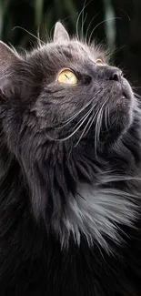 Majestic grey cat with golden eyes looking upward, set against a dark background.