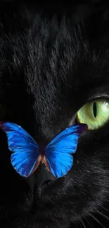 Black cat with green eyes and a blue butterfly on its nose.