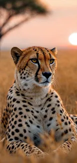 Cheetah lying in the savannah during sunset with a tree in the background.