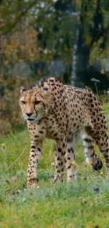 Cheetah walking through grassy terrain, displaying natural elegance.