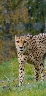 Cheetah standing in a grassy field with trees in the background.