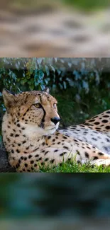 Cheetah resting in a natural setting, perfect for wildlife lovers.