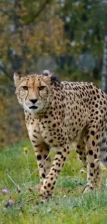 Majestic cheetah walking through lush grass.