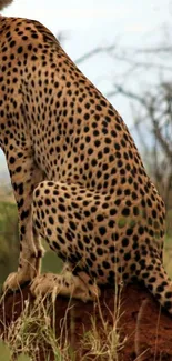 Cheetah resting on the ground in natural habitat.