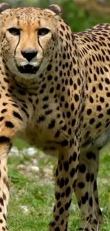 Cheetah walking gracefully through grass.