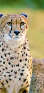 A stunning cheetah stands elegantly, showcasing its spots in a wild safari setting.