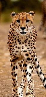 Cheetah walking down a safari path in nature.