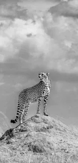 Cheetah standing on rock in savanna landscape, black-and-white photo.