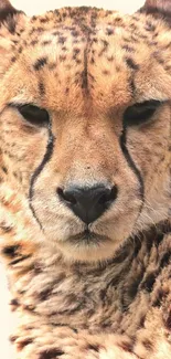 Majestic cheetah with spotted coat and intense stare on a beige background.