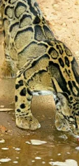 Clouded leopard drinking from a stream