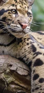 Clouded leopard resting on a tree branch.