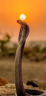 Majestic cobra rising against an orange sunset background.