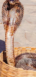 Cobra rising from a wicker basket in sunlight.