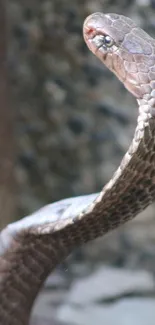 Close-up of a majestic brown cobra in a striking pose.